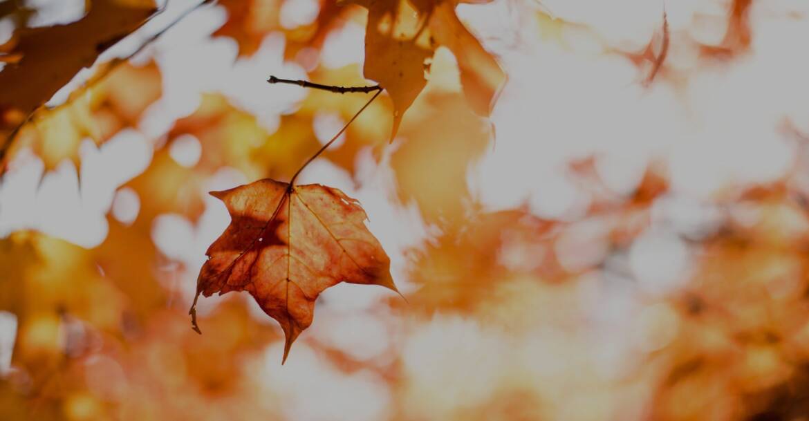 autumn_lake_banner.jpg
